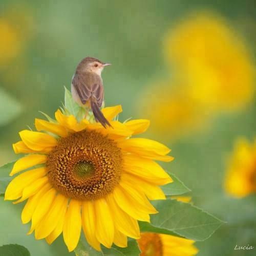 أجمل صور زهور عباد الشمس 2017 Sunflower - صور ورد وزهور Rose Flower images